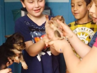 Osvalda, a cachorra mascote exemplo de afetividade na escola