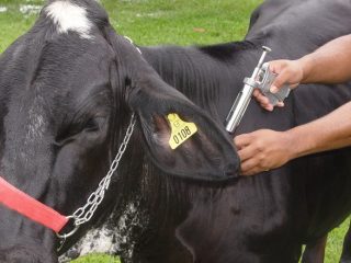 Comunicados da Secretaria da Agricultura
