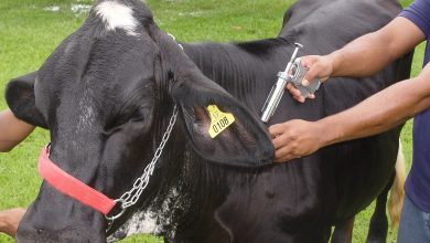 Comunicados da Secretaria da Agricultura