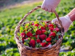 Prefeitura de Ernestina inclui o morango no cardápio das escolas