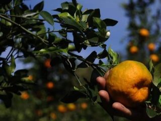 Frutos de generosidade: tempo de compartilhar bergamotas, laranjas e abacates