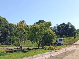 Árvores são replantadas na preparação do terreno para a ampliação da EMEI Dr. Orlando Rojas