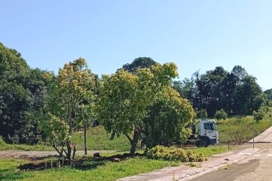 Árvores são replantadas na preparação do terreno para a ampliação da EMEI Dr. Orlando Rojas