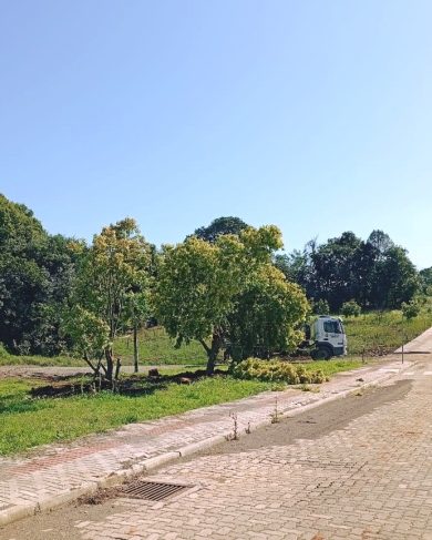 Árvores são replantadas na preparação do terreno para a ampliação da EMEI Dr. Orlando Rojas