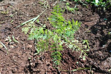 Plantio de árvores amplia a arborização em Ernestina