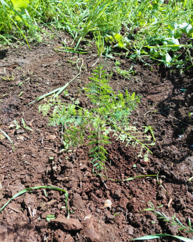 Plantio de árvores amplia a arborização em Ernestina
